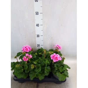 Pelargonium zona.   ...F1