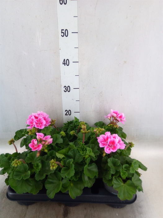 <h4>Pelargonium zona.   ...F1</h4>