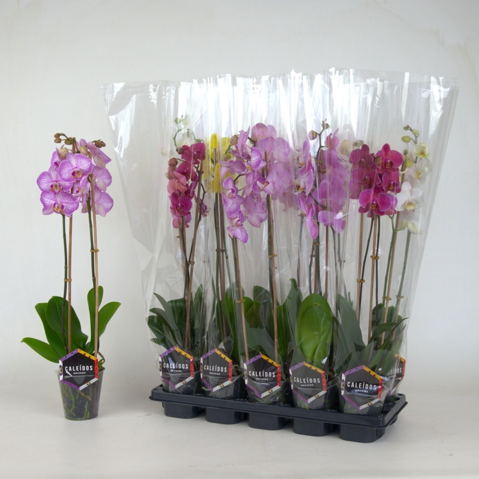 <h4>PHAL GEM 6 KL</h4>