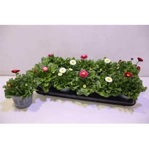 arr8 Bellis P Kl Bel Gem