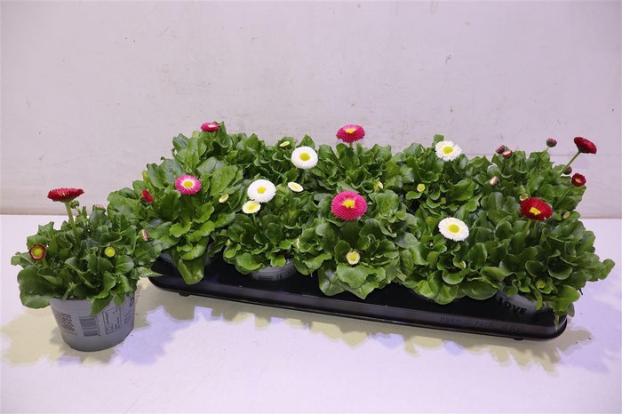 <h4>arr8 Bellis P Kl Bel Gem</h4>