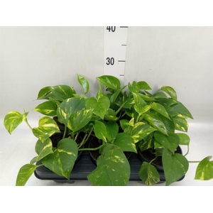 Epipremnum pinn. 'Aureum'