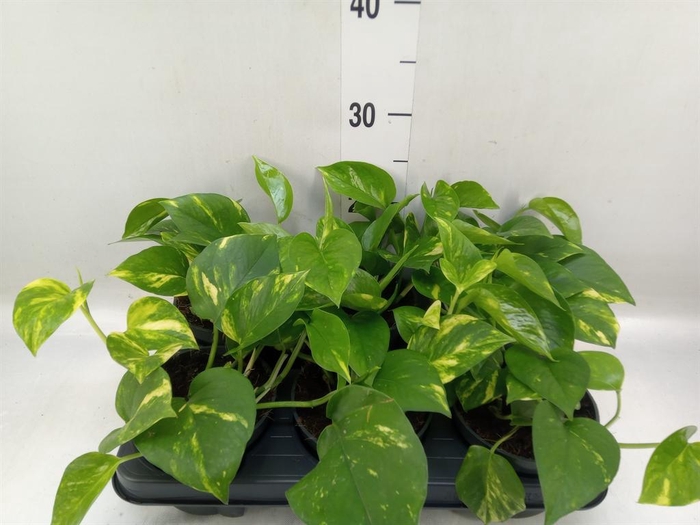 <h4>Epipremnum pinn. 'Aureum'</h4>