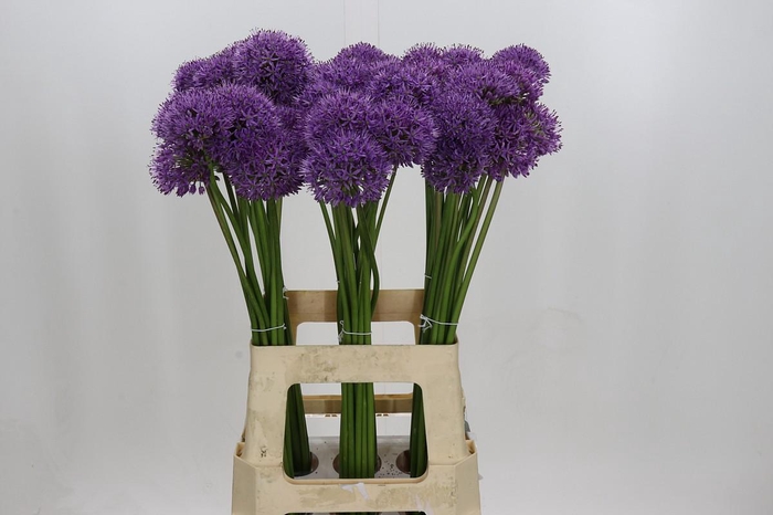 <h4>Allium Gladiator</h4>