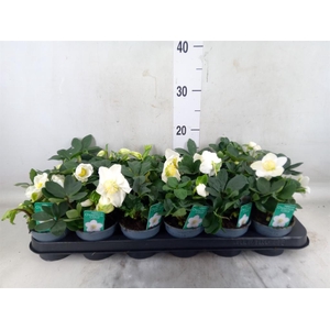 Helleborus niger 'Christmas Carol'