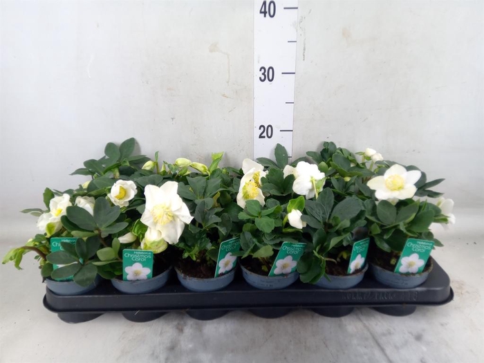 <h4>Helleborus niger 'Christmas Carol'</h4>