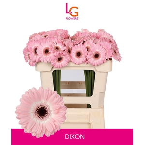 Germini Dixon Water