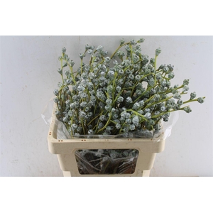 Euca Boule 250 Gram