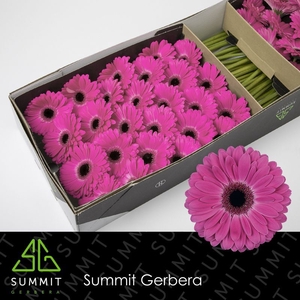 Gerbera Rich Doos