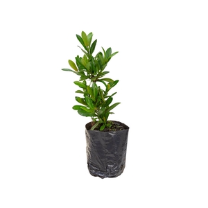 IXORA MINI SAQ 30 SEM FLOR