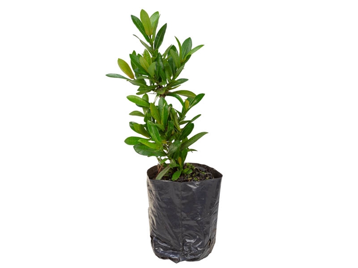 <h4>IXORA MINI SAQ 30 SEM FLOR</h4>