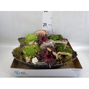 Arr.  Sempervivum L%