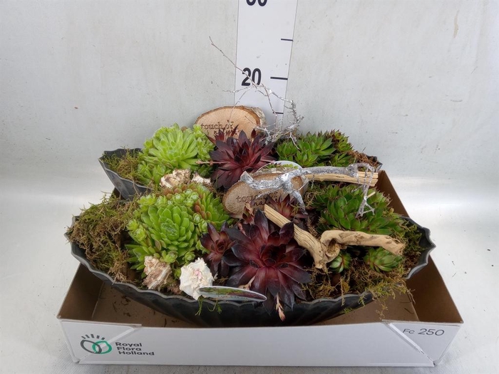 <h4>Arr.  Sempervivum L%</h4>