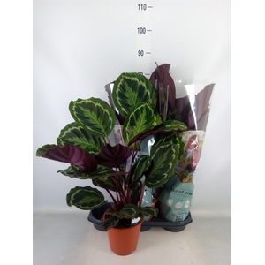 Calathea  'Medallion'