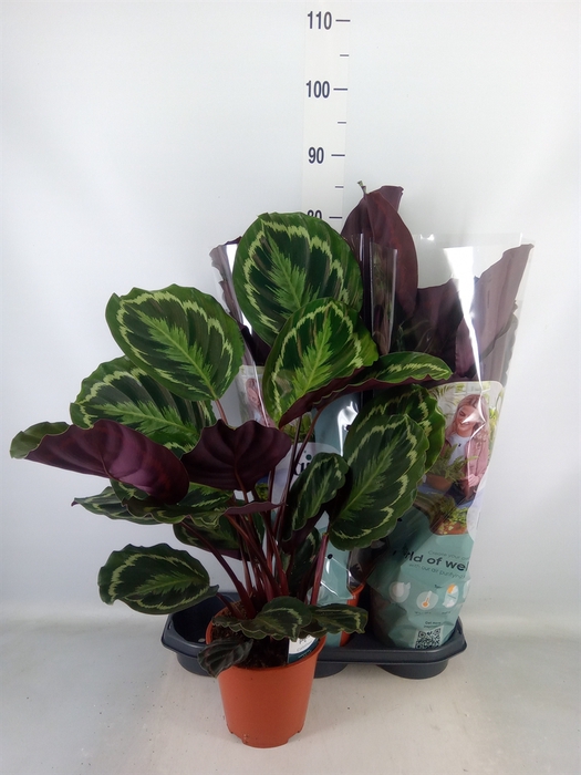 <h4>Calathea  'Medallion'</h4>