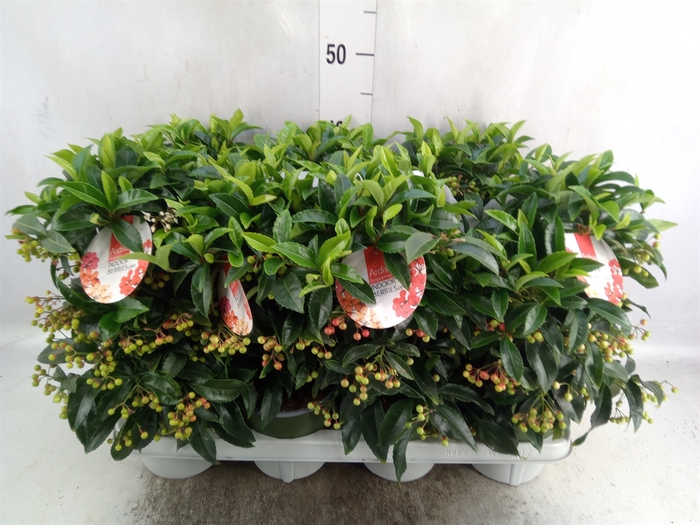 <h4>Ardisia crenata 'Bos Premium'</h4>