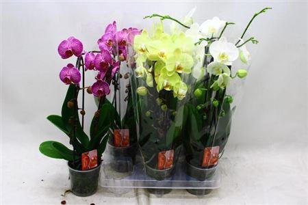 Phal El Cascade 2 Branches 18+40% Vertakt