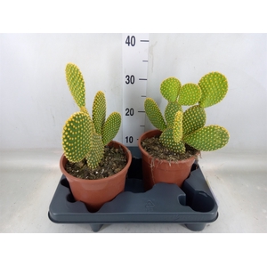 Opuntia microdasys var. pallida