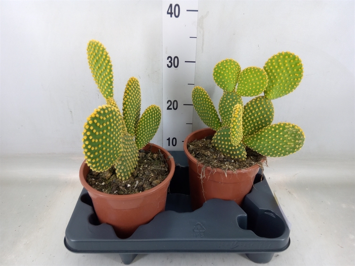 <h4>Opuntia microdasys var. pallida</h4>
