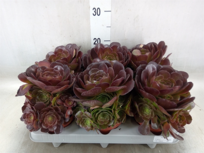 <h4>Aeonium arboreum 'Velours'</h4>