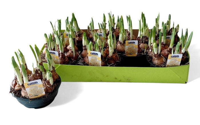 <h4>NARC D BRIDAL CROWN</h4>