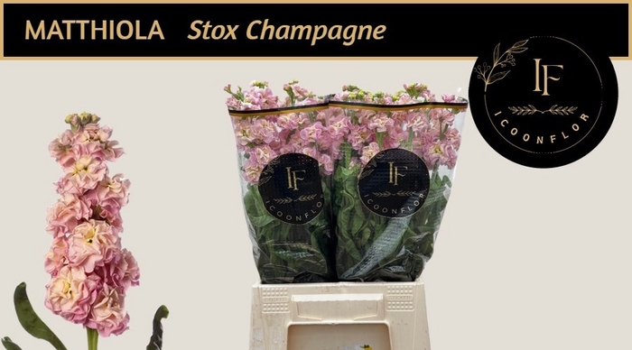 <h4>MATTH STOX CHAMPAGNE</h4>