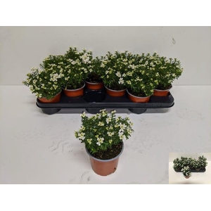 Iber Sempervirens
