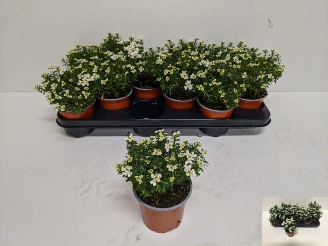 Iber Sempervirens