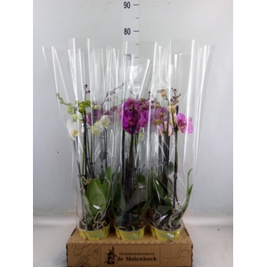 Phalaenopsis   ...mix  4