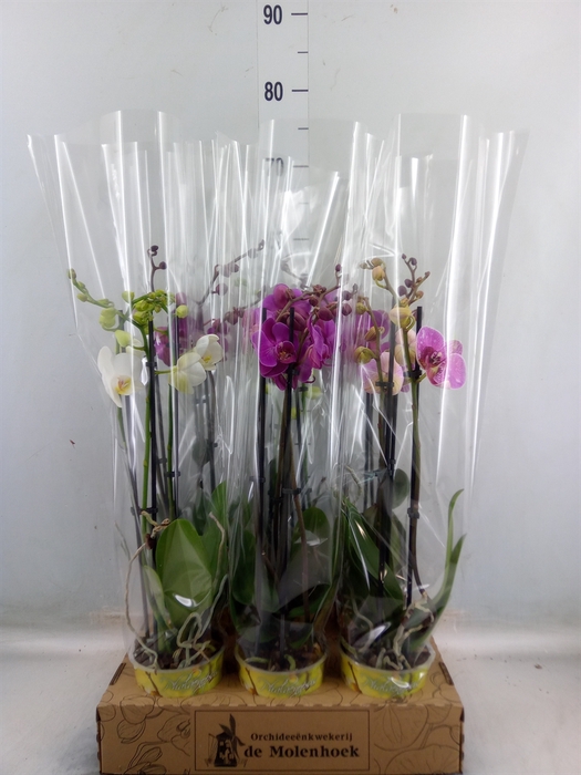 <h4>Phalaenopsis   ...mix  4</h4>