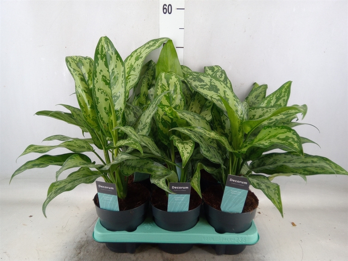 <h4>Aglaonema  'Maria'</h4>