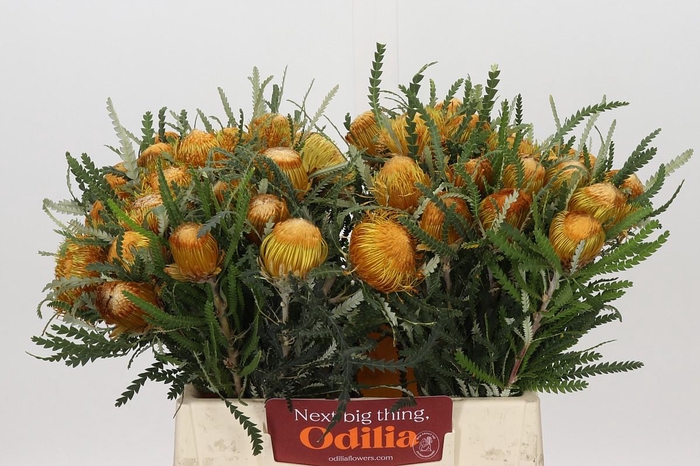 <h4>Banksia Dryandra</h4>