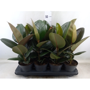 Ficus elastica 'Robusta'