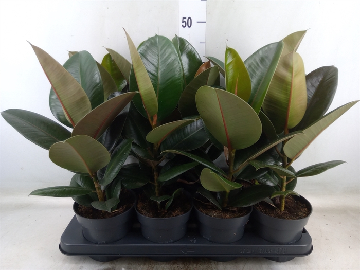 <h4>Ficus elastica 'Robusta'</h4>