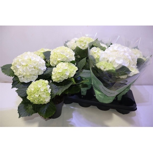 arr8 Hydr M Crystal Palac