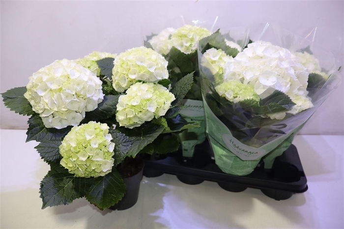 <h4>arr8 Hydr M Crystal Palac</h4>