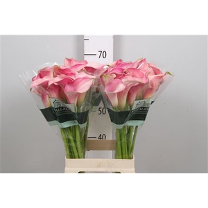 Zantedeschia  'Blushing Lady'