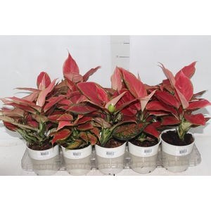 AGLAONEMA CHERRY BABY P12