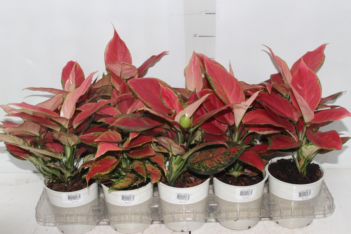 <h4>AGLAONEMA CHERRY BABY P12</h4>