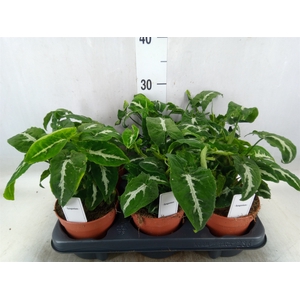Syngonium   ...