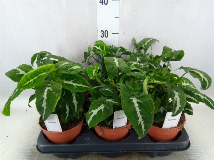 <h4>Syngonium   ...</h4>