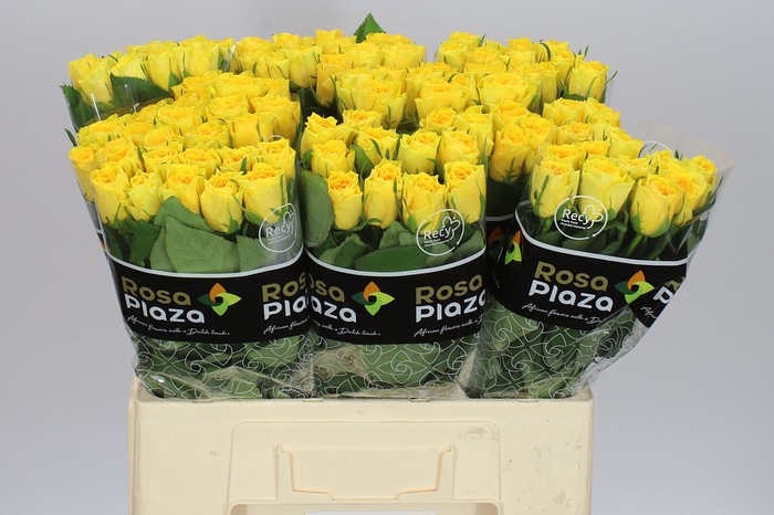 <h4>Rosa Gr Solero</h4>