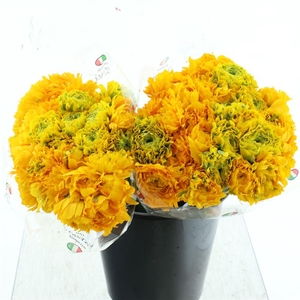 Ran Ponpon Stella Yellow Extra