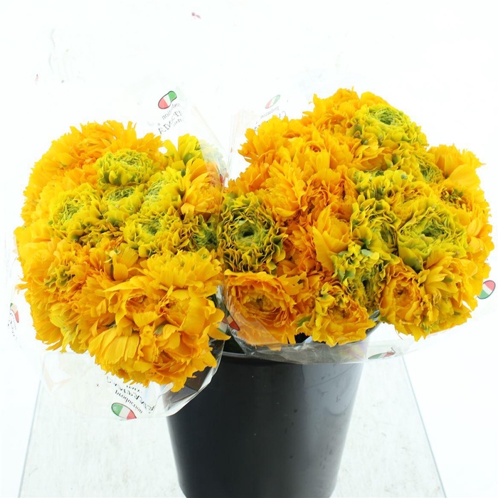 <h4>Ran Ponpon Stella Yellow Extra</h4>