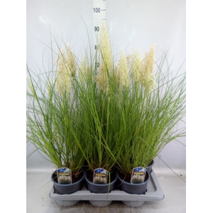 Cortaderia sell. 'Tiny Pampa'