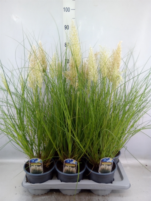 <h4>Cortaderia sell. 'Tiny Pampa'</h4>