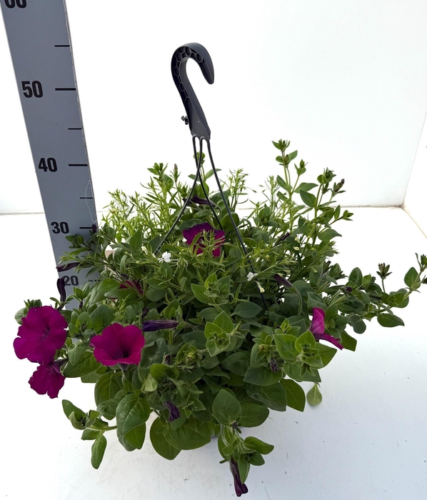 <h4>PERKPL GEM IN POT</h4>