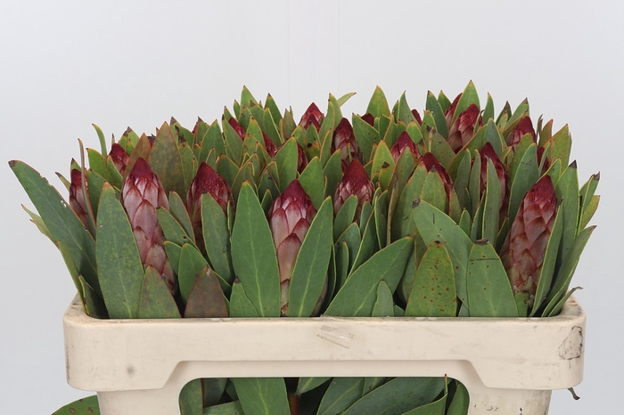<h4>Protea Robijn</h4>
