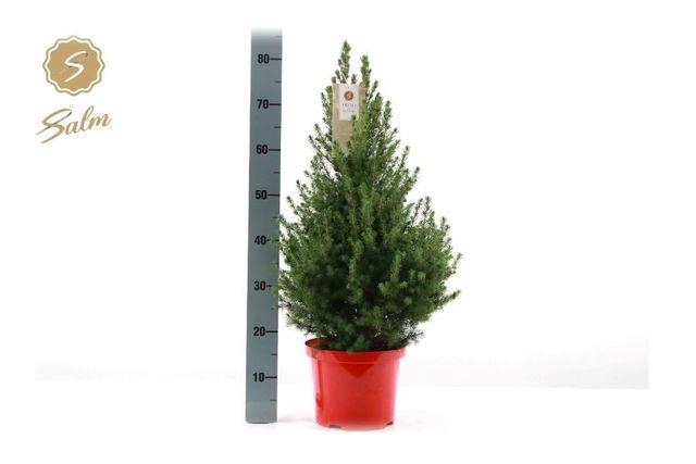 <h4>PICEA GL DECEMBER P23 85CM</h4>