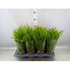 Nephrolepis exal. 'Green Lady'